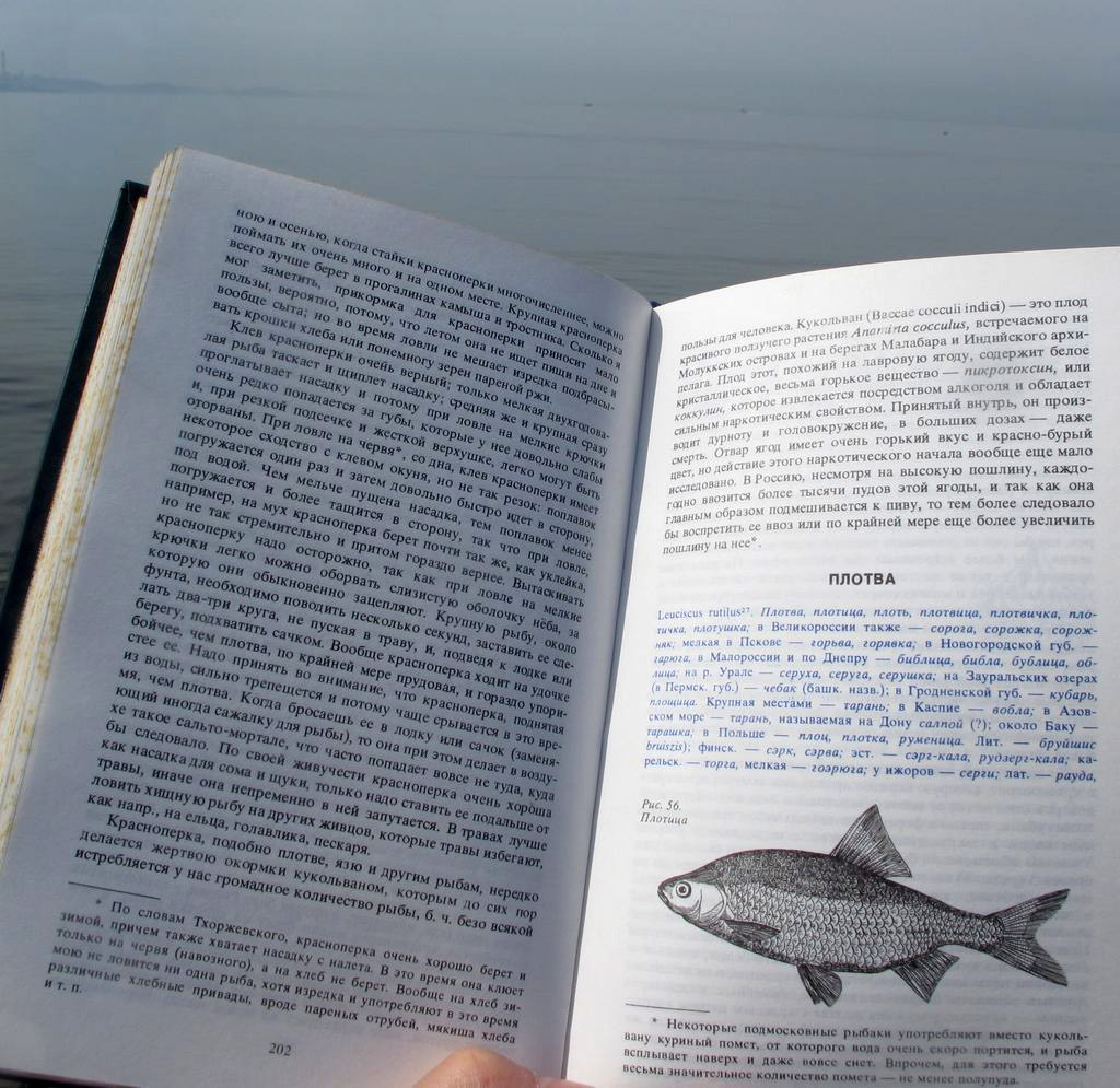 "Рыбы России": читаем про плотву