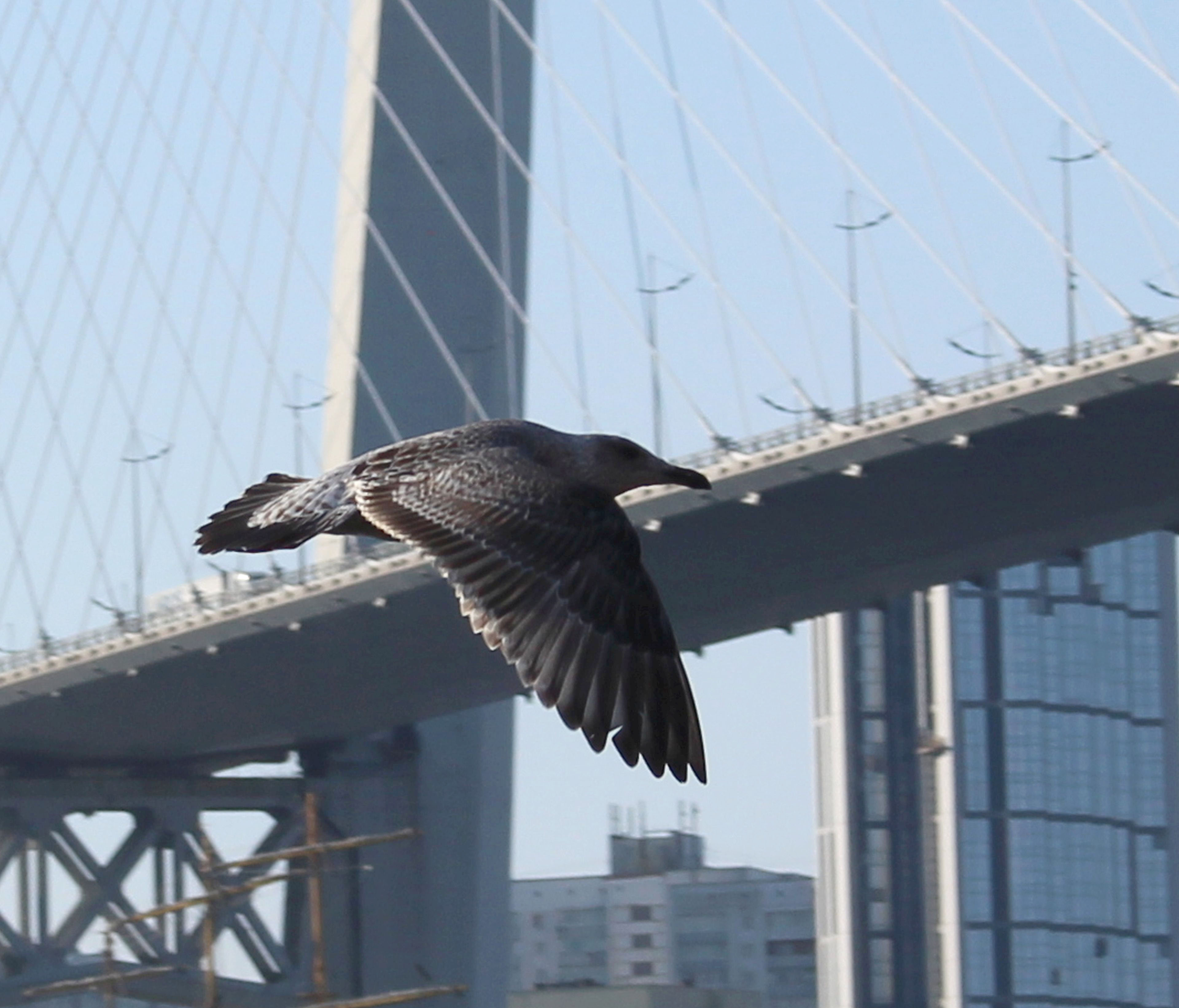 Молодая серебристая чайка. Владивосток. Золотой мост